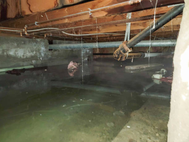 Best Water damage cleanup near me  in East Patchogue, NY